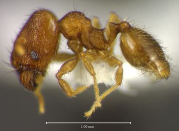 Media type: image;   Entomology 34358 Aspect: habitus lateral view